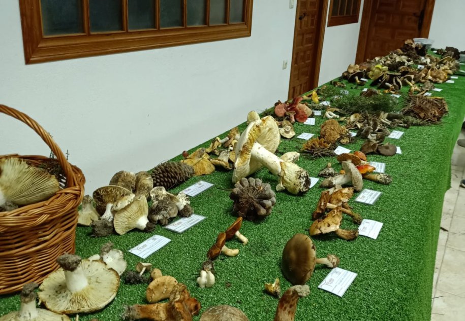Visita nuestra exposición de setas